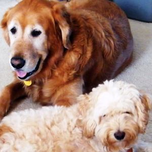 Meet your Posher, Linda